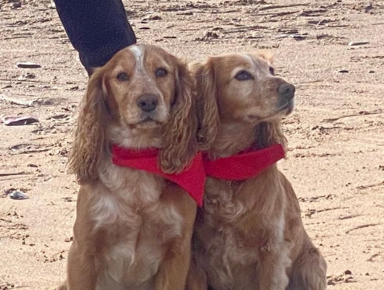 Paws on the Beach, saw a variety of different dogs breed come together