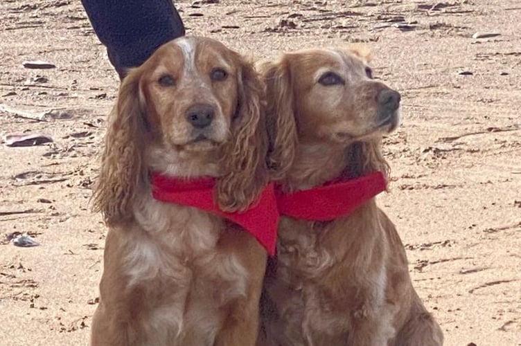 Paws on the Beach, saw a variety of different dogs breed come together