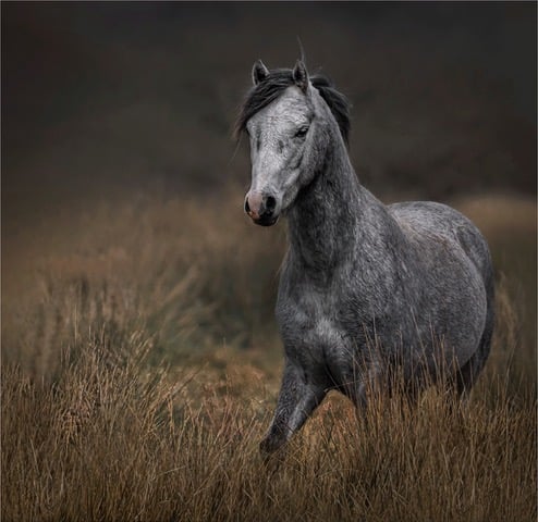 Jan Sullivan 86 The Grey on the Moors Tenby Camera Club