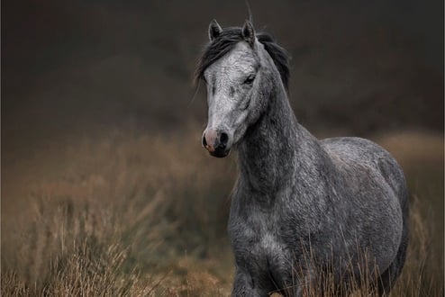 Jan Sullivan 86 The Grey on the Moors Tenby Camera Club