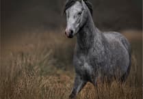 Tenby & District Camera Club 1st Open winners announced