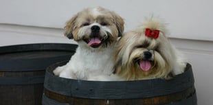 Council reviews dog breeding licensing