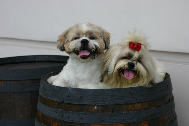 puppies