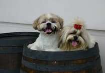 Carmarthenshire Council’s Cabinet considers recommendations on dog breeding licensing