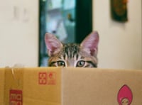 RSPCA's urgent plea: be a 'Kind Spark' as firework season nears