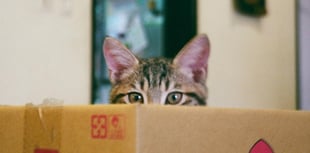 RSPCA's urgent plea: be a 'Kind Spark' as firework season nears