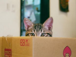 RSPCA's urgent plea: be a 'Kind Spark' as firework season nears
