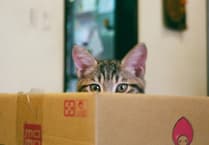 RSPCA's urgent plea: be a 'Kind Spark' as firework season nears