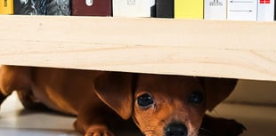 OPINION: Consider the impact of fireworks on animals