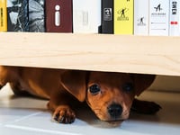 OPINION: Consider the impact of fireworks on animals
