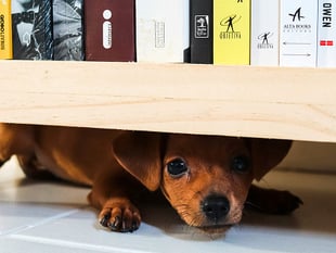 OPINION: Consider the impact of fireworks on animals