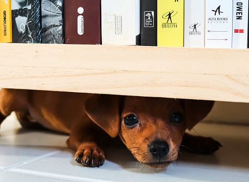 With Bonfire Night today, RSPCA Cymru urges the public to consider the impact of fireworks on animals, advocating for quieter celebrations.