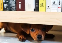 OPINION: Consider the impact of fireworks on animals