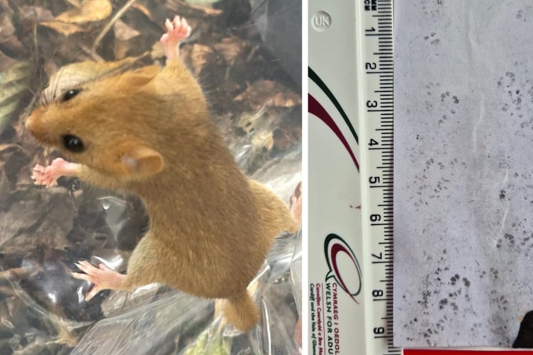 Female Dormouse found in nest box near tunnel; Dormouse footprints