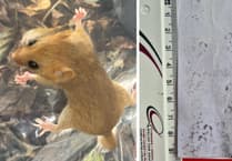 Dormice make unexpected return in Pembrokeshire