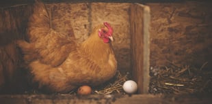 Avian flu protection zones in Pembrokeshire