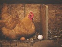 Avian flu protection zones in Pembrokeshire