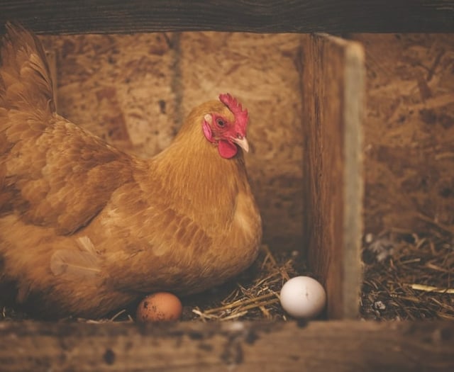 Avian flu protection zones in Pembrokeshire