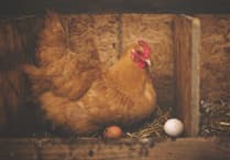 Avian flu in Pembrokeshire: Protection zones declared