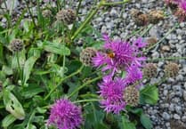 Carmarthenshire Council marks 'Wales Climate Week'