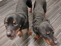 Pembrokeshire man banned over dog neglect