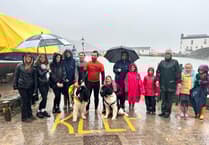 Newfoundland dogs join Tenby Surf Lifesaving Club for water rescue demo