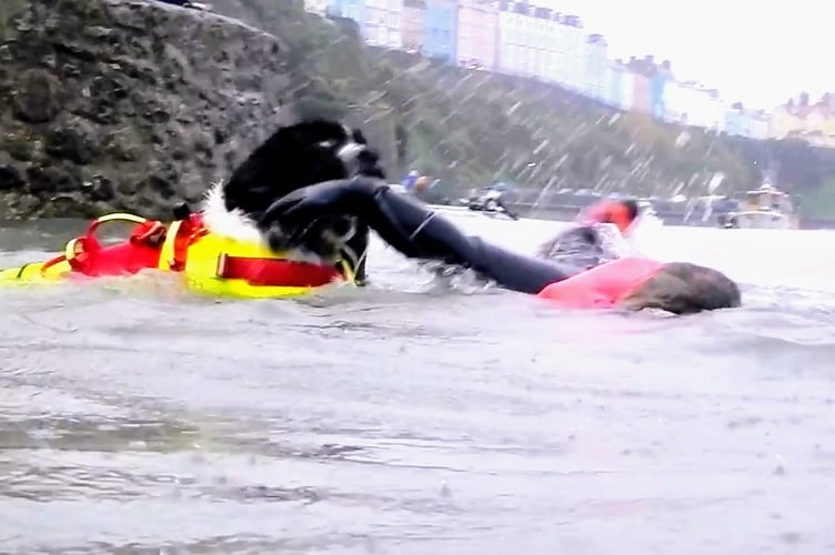 Owner Cheryl Ann Payne said:“Bandit and Taho are trained in water rescue to help promote water safety.