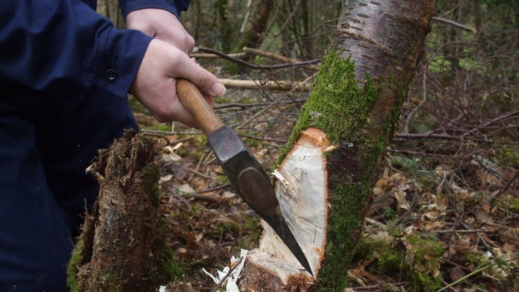 Woodland courses - coppicing - tree work