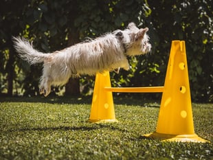 Pembrokeshire dog training school approved