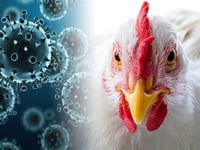 Avian influenza outbreak in Carmarthenshire