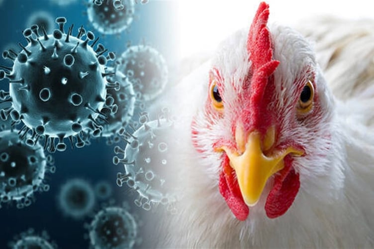 Two wild birds have been found with bird flu in the island in recent weeks