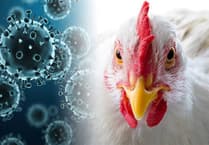 Avian influenza outbreak in Carmarthenshire