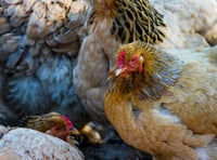 Poultry producers gains approval for Pembrokeshire expansion