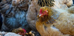 Poultry producers gains approval for Pembrokeshire expansion