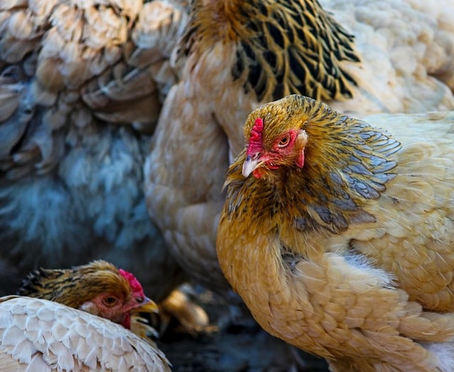 Poultry producers gains approval for Pembrokeshire expansion