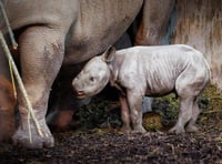 Folly Farm gives newly born rhino calf a strong Welsh name!