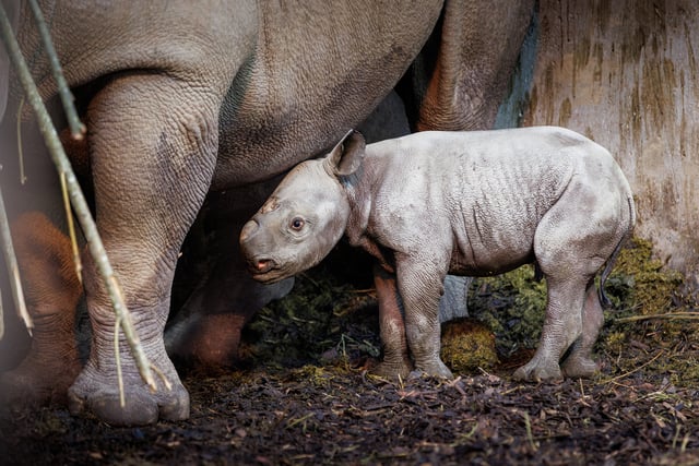 Folly Farm gives newly born rhino calf a strong Welsh name!