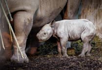 Folly Farm gives newly born rhino calf a strong Welsh name!
