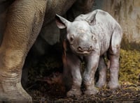 Folly Farm celebrates rhino calf birth