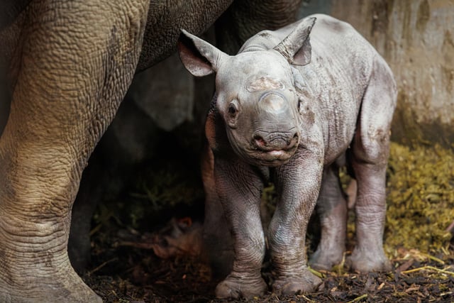 Folly Farm celebrates rhino calf birth