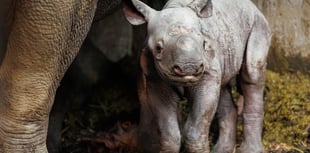 Folly Farm celebrates rhino calf birth