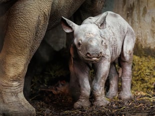 Folly Farm celebrates rhino calf birth