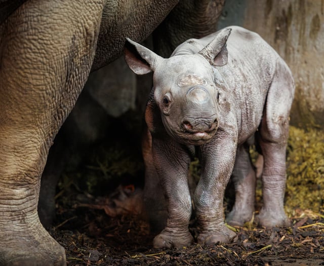 Folly Farm celebrates rhino calf birth
