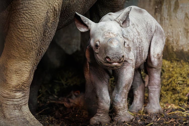 Folly Farm in Pembrokeshire welcomes a critically endangered eastern black rhino calf, marking the second rhino birth in Wales under the EAZA breeding programme.