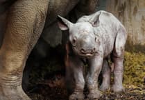 WATCH: Folly Farm welcomes critically endangered eastern black rhino calf