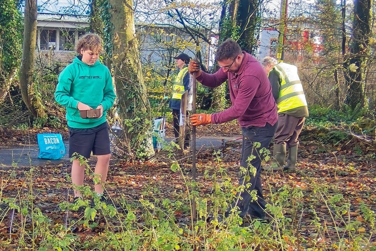 Planting crocuses for polio in Withybush Woods, Haverfordwest - 1st Johnston Scouts, Rotary Club