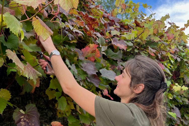 Hannah Finnemore working at Aberglasney Gardens