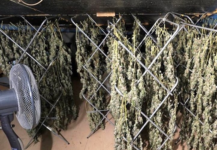 Upstairs in the barn were industrial-sized ovens with trays covered in cannabis residue, a number of clothes horses being used to dry out cannabis, equipment for extracting cannabis oil from plants, and 80kg of products worth up to £1.5million.