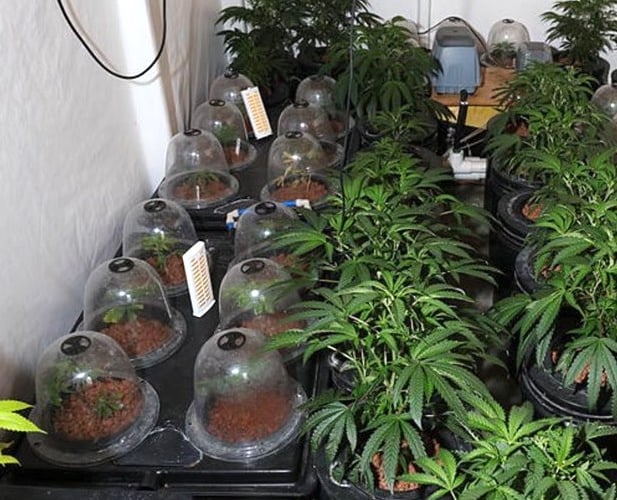 Detective Chief Inspector Rhys Jones, of Dyfed-Powys Police, said: “This operation remains one of the biggest single warrants the force has carried out to date.
“The McCann family specifically picked out this property thinking they could come to come to a rural, secluded spot to set up an industrial-scale cannabis farm and go unnoticed.