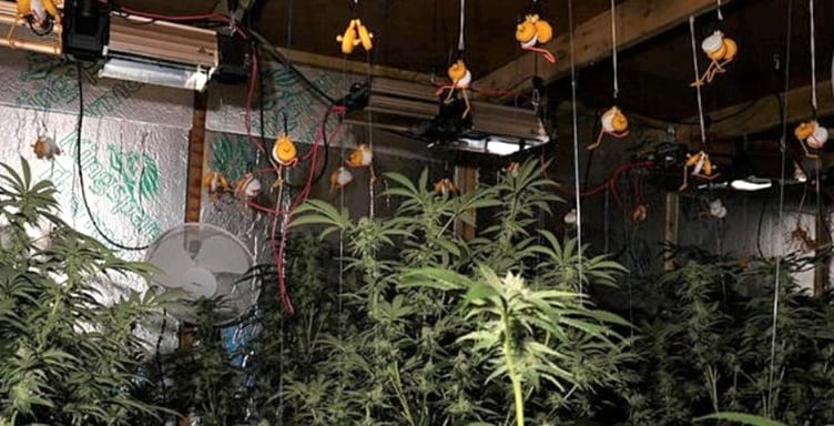 Six purpose-built rooms were identified on the barn’s ground floor, each with ventilation fans and growing lights.